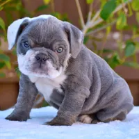 Sky, a female English Bulldog for sale in Dallas, TX – 7 of 8