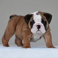 Bubba, a male English Bulldog for sale in Dallas, TX – 2 of 10