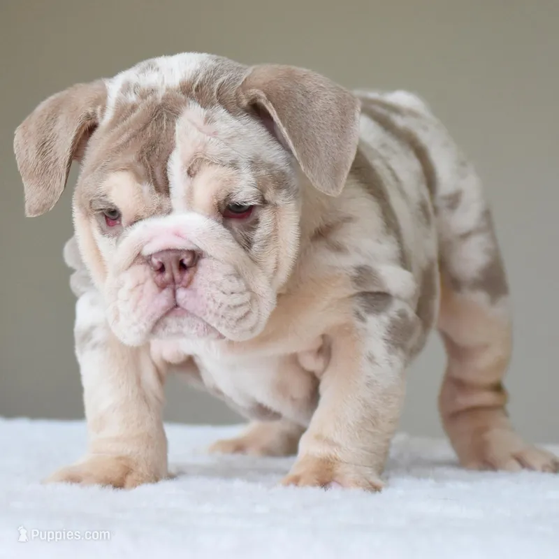 Nala – English Bulldog puppy for sale in Dallas, TX