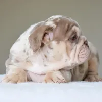 Nala, a female English Bulldog for sale in Dallas, TX – Photo 6 of 10