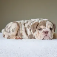 Nala, a female English Bulldog for sale in Dallas, TX – Photo 9 of 10