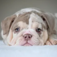 Nala, a female English Bulldog for sale in Dallas, TX – Photo 3 of 10