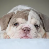 Nala, a female English Bulldog for sale in Dallas, TX – Photo 8 of 10