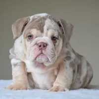 Nala, a female English Bulldog for sale in Dallas, TX – Photo 1 of 10