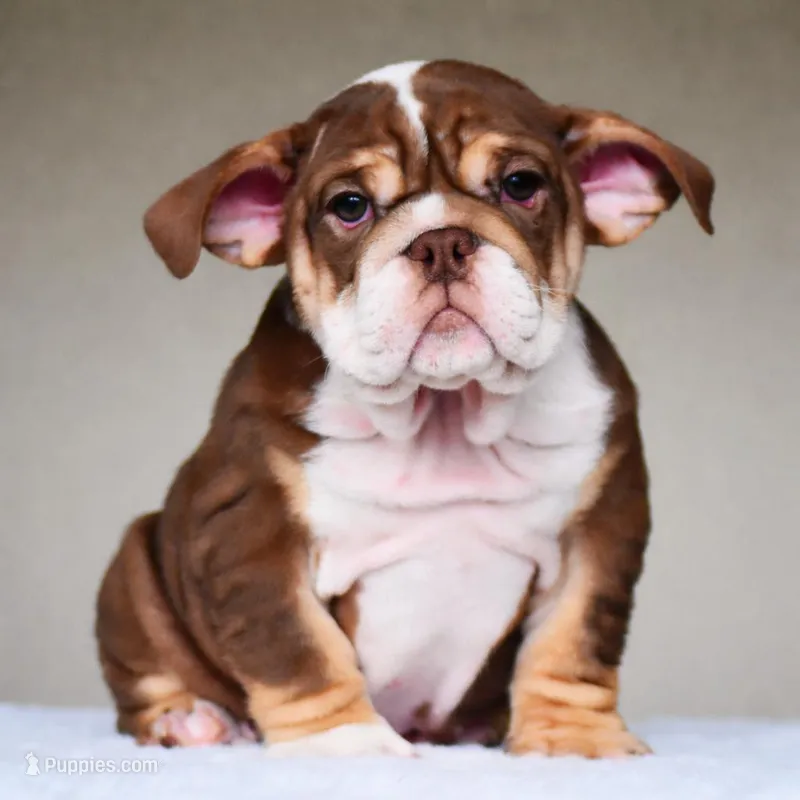 COCO – English Bulldog puppy for sale in Dallas, TX
