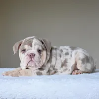 Nala, a female English Bulldog for sale in Dallas, TX – Photo 5 of 10