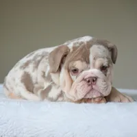 Nala, a female English Bulldog for sale in Dallas, TX – Photo 4 of 10