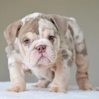 Nala, a female English Bulldog for sale in Dallas, TX – Photo 7 of 10