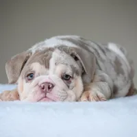 Nala, a female English Bulldog for sale in Dallas, TX – Photo 10 of 10