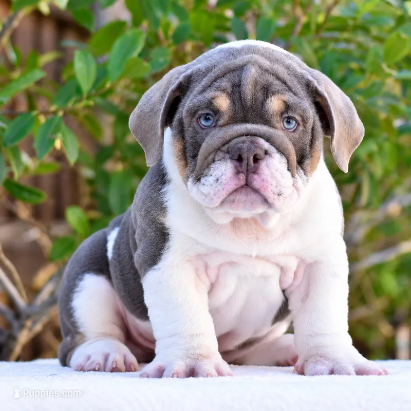 Aura – English Bulldog puppy for sale in Dallas, TX