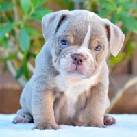 Ash, a male English Bulldog for sale in Dallas, TX – 5 of 9
