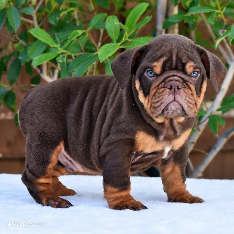 Rolo – English Bulldog puppy for sale in Dallas, TX