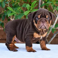 Rolo, a male English Bulldog for sale in Dallas, TX – 1 of 10