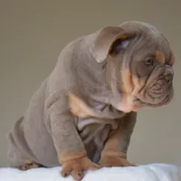 Enzo, a male English Bulldog for sale in Dallas, TX – 2 of 8