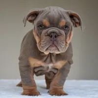 Enzo, a male English Bulldog for sale in Dallas, TX – 3 of 8