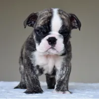 Nilo, a male English Bulldog for sale in Dallas, TX – 1 of 6