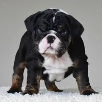 Capri, a female English Bulldog for sale in Dallas, TX – 3 of 10