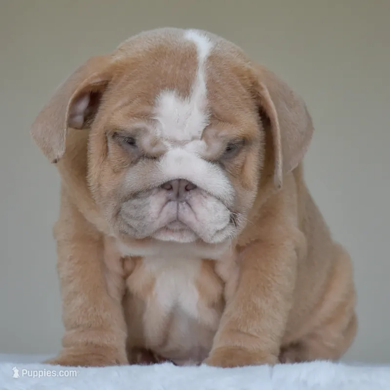 Simon – English Bulldog puppy for sale in Dallas, TX