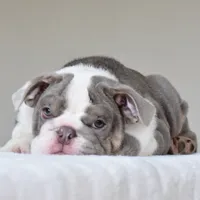 Oniy, a male English Bulldog for sale in Dallas, TX – 4 of 10