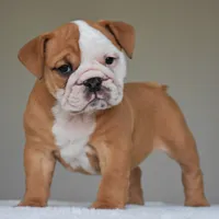 Dakota, a female English Bulldog for sale in Dallas, TX – 4 of 9