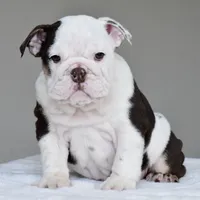 KIRA, a female English Bulldog for sale in Dallas, TX – 3 of 9