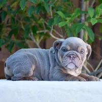 Enzo, a male English Bulldog for sale in Dallas, TX – 8 of 10