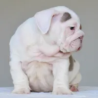 Adonis, a male English Bulldog for sale in Dallas, TX – 9 of 10