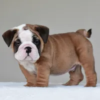Bubba, a male English Bulldog for sale in Dallas, TX – 3 of 10