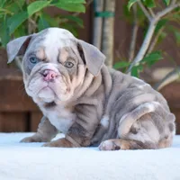 Nala, a female English Bulldog for sale in Dallas, TX – 9 of 9