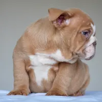 Maple, a female English Bulldog for sale in Dallas, TX – 5 of 6