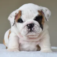 Luna, a female English Bulldog for sale in Dallas, TX – Photo 1 of 10