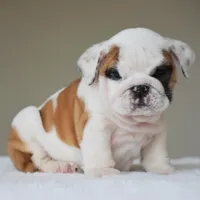Luna, a female English Bulldog for sale in Dallas, TX – Photo 3 of 10