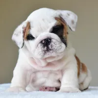 Luna, a female English Bulldog for sale in Dallas, TX – Photo 9 of 10