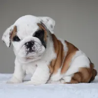 Luna, a female English Bulldog for sale in Dallas, TX – Photo 8 of 10