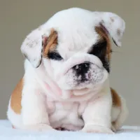 Luna, a female English Bulldog for sale in Dallas, TX – Photo 2 of 10