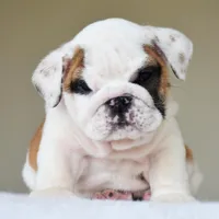Luna, a female English Bulldog for sale in Dallas, TX – Photo 6 of 10