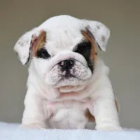 Luna, a female English Bulldog for sale in Dallas, TX – Photo 7 of 10