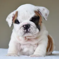 Luna, a female English Bulldog for sale in Dallas, TX – Photo 4 of 10