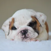 Luna, a female English Bulldog for sale in Dallas, TX – Photo 10 of 10
