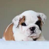 Luna, a female English Bulldog for sale in Dallas, TX – Photo 5 of 10