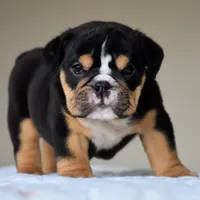Romy, a female English Bulldog for sale in Dallas, TX – 2 of 10