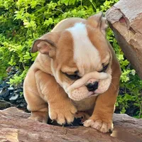 BELLA, a male English Bulldog for sale in Dallas, TX – 2 of 6