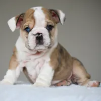 Vienna, a female English Bulldog for sale in Dallas, TX – 3 of 10