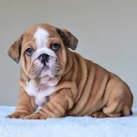 Bentley, a male English Bulldog for sale in Dallas, TX – Photo 2 of 10