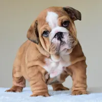 Bentley, a male English Bulldog for sale in Dallas, TX – Photo 5 of 10
