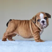 Bentley, a male English Bulldog for sale in Dallas, TX – Photo 10 of 10