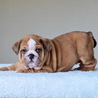 Bentley, a male English Bulldog for sale in Dallas, TX – Photo 4 of 10