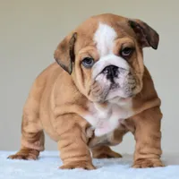 Bentley, a male English Bulldog for sale in Dallas, TX – Photo 1 of 10