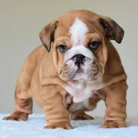 Bentley, a male English Bulldog for sale in Dallas, TX – Photo 6 of 10