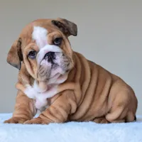 Bentley, a male English Bulldog for sale in Dallas, TX – Photo 9 of 10